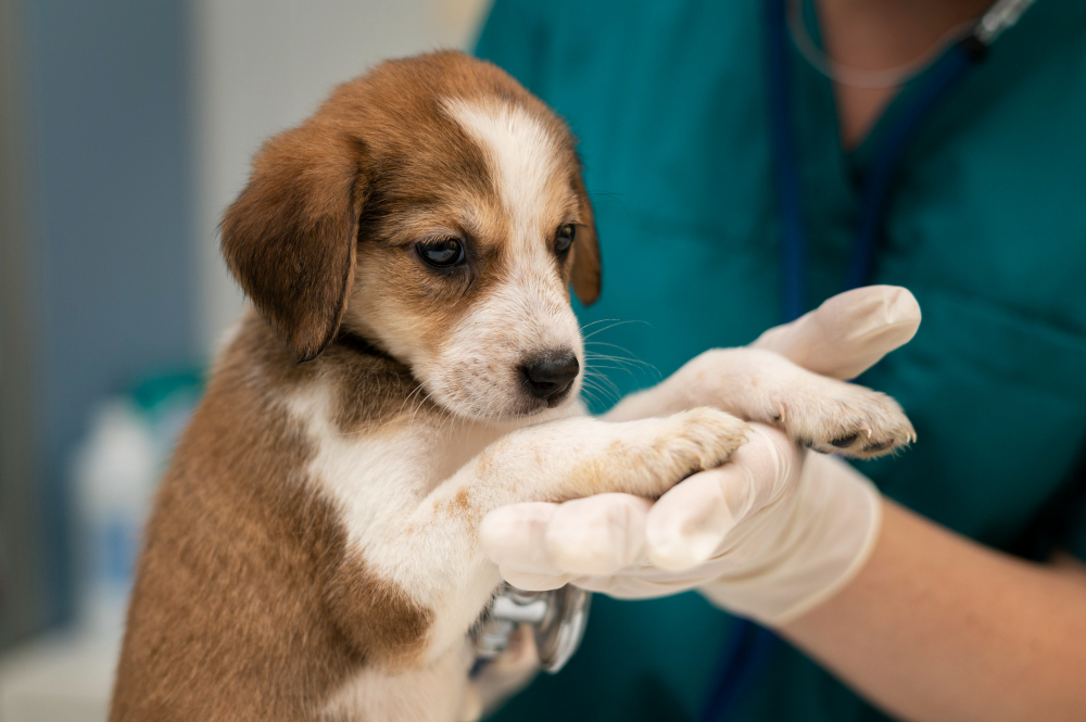 about our veterinary practice Diamond Bar, CA