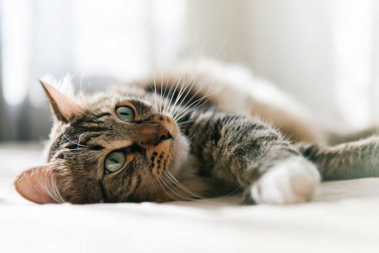 Pet Urgent/Emergency Care in Diamond Bar