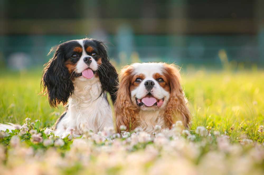 Fleas and Ticks in Diamond Bar